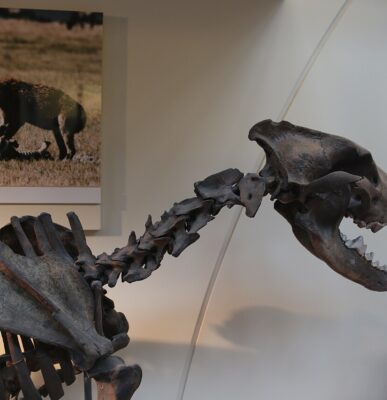 Image credit: https://commons.wikimedia.org/wiki/File:Dire_wolf_%28Canis_dirus%29,_Natural_History_Museum,_London,_Mammals_Gallery.JPG